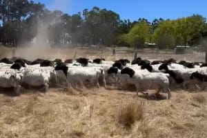 Purebred Dorper Ewe Flock Dispersal — 170 Head, 135% Lambing, Cowaramup WA - Agora Livestock listing 4Z6IDGG