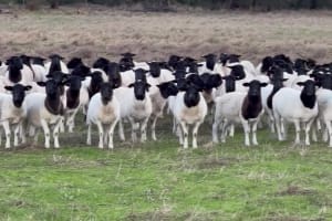 Maiden Dorper Ewes Joined to Kaya & Douwana, Cowaramup WA - Agora Livestock listing 5LEI3Q