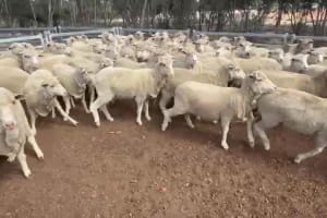 Genuine dispersal Merino ewes, award-winning wool, Hyden WA - Agora Livestock listing Z0GBWWY