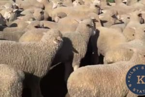 400 Mixed Sex Suckers, Mindarie SA - Agora Livestock listing 7NLIDQR