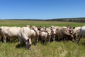 Monterey Bloodline Cow & Calf Units, Quiet & LPA, Albany WA - Agora Livestock listing 2YXILO