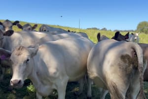 Monterey Bloodline Cow & Calf Units, Quiet & LPA, Albany WA - Agora Livestock listing 2YXILO