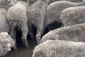 149 Purebred Merino Wether Lambs, Vendor Bred & Weighed, Kojonup WA - Agora Livestock listing DVOIMP