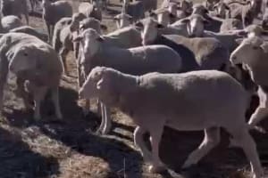 550 Lewisdale-Bred Young Merino Ewes, Large Framed, Great southern WA - Agora Livestock listing K2PCL3X