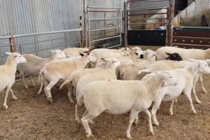 Self-Shedding Dorper/Australian White Ewes, PTE, Duri NSW - Agora Livestock listing VDPIED