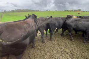 35 PTIC Angus & Crossbred Breeders, Calving June, Back Valley SA - Agora Livestock listing 7NLIDPN