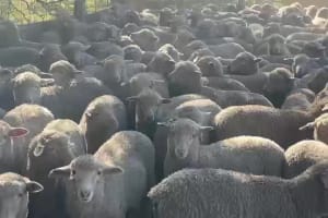 Second Draft Merino Wether Lambs, Tails Removed, Strathalbyn SA - Agora Livestock listing OKVI5P