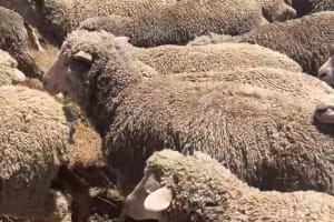 370 MPM Merino Ewe Hoggets, 17 Micron High Fertility, Jingalup WA - Agora Livestock listing NDPI20M