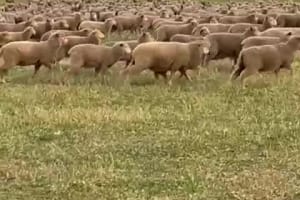 Vendor-Bred Border Leicester Ewe Lambs, Grass-Fed, Yathroo WA - Agora Livestock listing 3QOIZ2