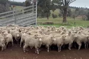 250 XB Ewe Lambs , June drop 38.5kg, Bibra Lake WA - Agora Livestock listing DVOIDWL