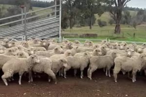 250 XB Ewe Lambs , June drop 38.5kg, Bibra Lake WA - Agora Livestock listing DVOIDWL
