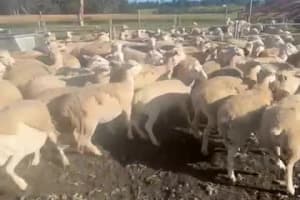 75 Sheepmaster x Ewe Lambs, Vendor Bred & Unmulesed, Albany region WA - Agora Livestock listing 1N0IOK0