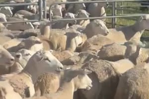 75 Sheepmaster x Ewe Lambs, Vendor Bred & Unmulesed, Albany region WA - Agora Livestock listing 1N0IOK0