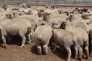 788 Crossbred Lambs, ~38kg, Suffolk/Poll Dorset x Merino, Eneabba WA - Agora Livestock listing 01KAVK