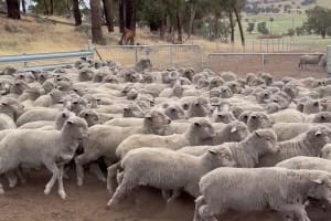 660 Feedlot-Finished Merino Wether Lambs, Vendor Bred, Williams WA - Agora Livestock listing QVPILYZ