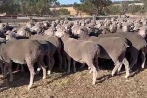 4.5YO Woodyarrup Blood Merino Ewes, 17.5 Micron, Kojonup WA - Agora Livestock listing QVPIKLM