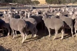 4.5YO Woodyarrup Blood Merino Ewes, 17.5 Micron, Kojonup WA - Agora Livestock listing QVPIKLM