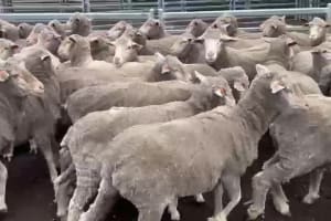 280 Purebred Merino Ewe Hoggets, 17 Micron, Kojonup WA - Agora Livestock listing ER6I5RG