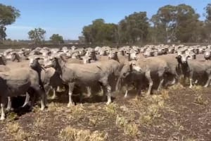 150 Woodyarrup Merino Ewes, 16-17 Micron, 120% Lambing, Kojonup WA - Agora Livestock listing GDMIL0L