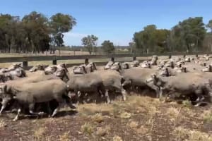 150 Woodyarrup Merino Ewes, 16-17 Micron, 120% Lambing, Kojonup WA - Agora Livestock listing GDMIL0L