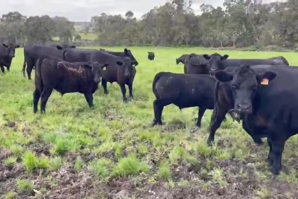 PTIC Purebred Angus Cows — Full Herd Dispersal, Davenport WA - Agora Livestock listing ER6I0O