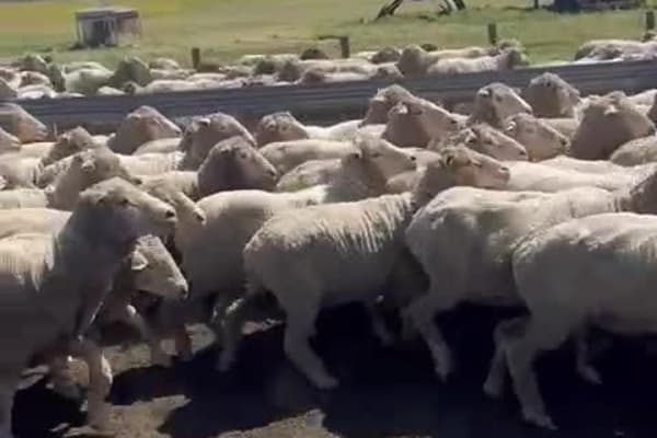 Complete Collinsville Merino Ewe Dispersal — 1216 Head, Tambellup WA - Agora Livestock listing GDMIVO