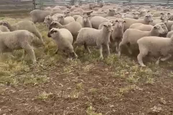 XB Lambs, Avg 41kg — 800 Head, 3 Vendors, Williams WA - Agora Livestock listing 2YXIWO