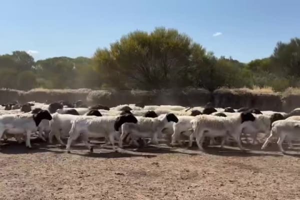 Purebred Black Dorper Ewes, Grass-Fed & Ready, Corrigin WA - Agora Livestock listing Y4LUR5