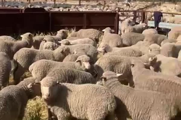 435 Purebred Merino Wether Lambs, Store ~32kg, Wandering WA - Agora Livestock listing 1N0IMQ