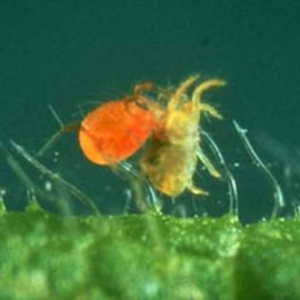 Foto Phytoseiulus persimilis