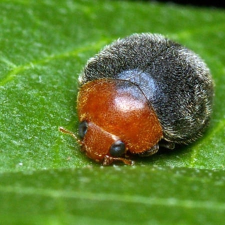 Cryptolaemus montrouzieri Foto prodotto