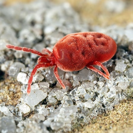 Allothrombium fuliginosum Foto prodotto