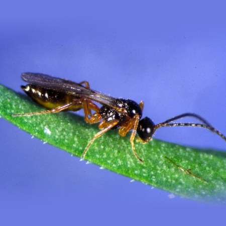 Aphidius colemani Foto prodotto