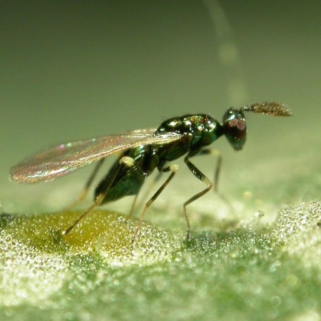 imenottero leafminer parasite agrimag controllo fogliari minatori