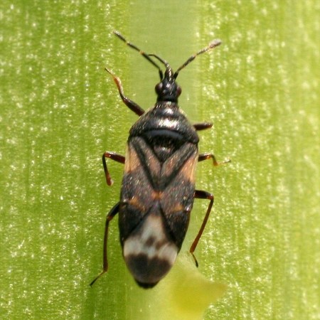 Orius majusculus Foto prodotto