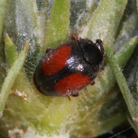 Nephus includens Foto prodotto