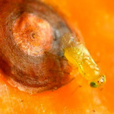 Aphytis melinus Foto prodotto