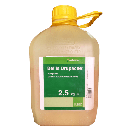 Bellis drupacee Foto prodotto
