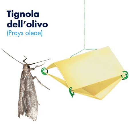 Traptest (Tignola dell'olivo) Foto prodotto