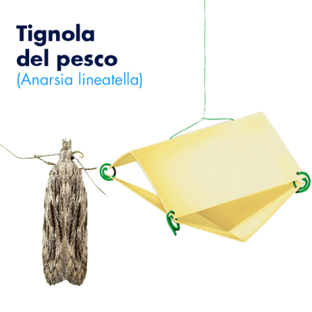 Traptest (Anarsia lineatella) Foto prodotto