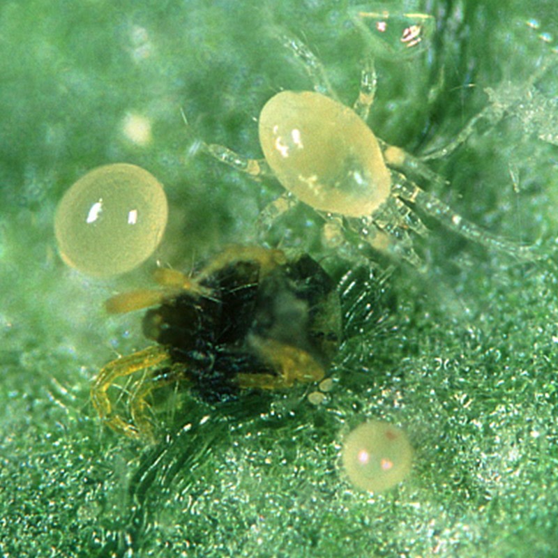 Foto di Typhlodromus pyri