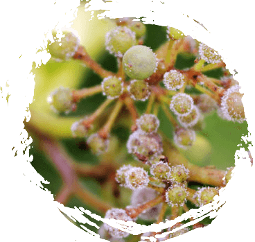 Lecitina Di Soia Concentrata 100ml - Protettivo Naturale Contro Funghi Per Piante