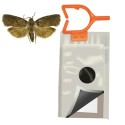 Foto di Checkmate OFM ( Cydia Molesta)