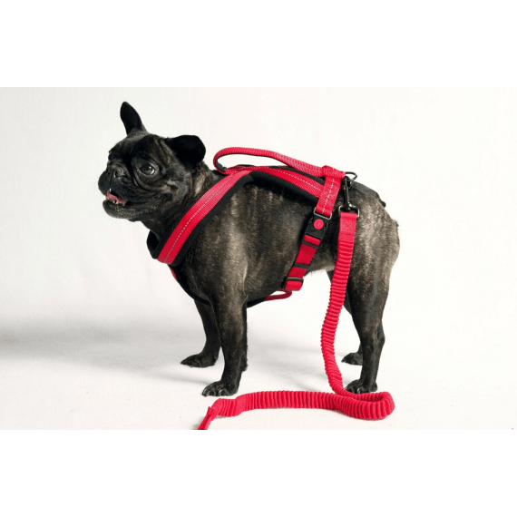 Dog's online life harness