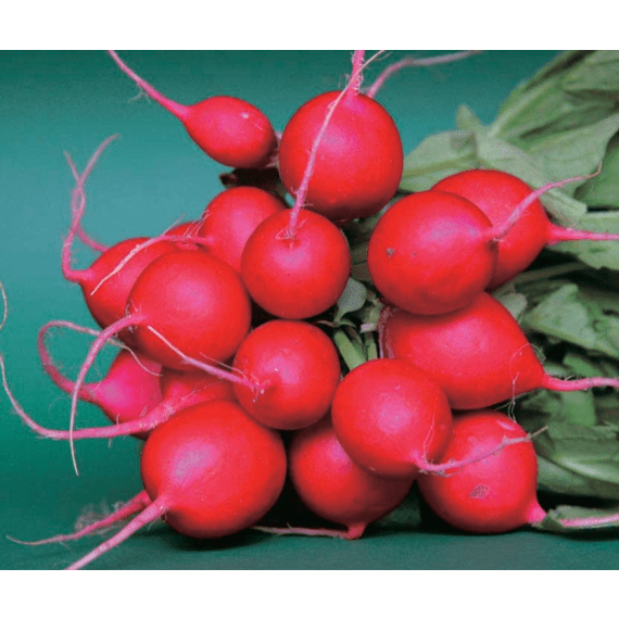 seed radish cherry bell 500g picture 1