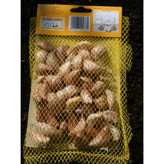 hadeco garlic bulb 50 per pack picture 2