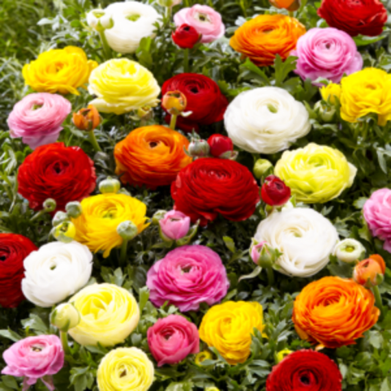 hadeco ranunculus bulb mixed large 25 per pack picture 1