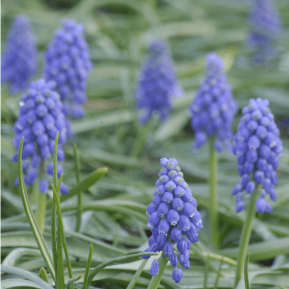 Hadeco Muscari Bulb Blue Pearl 20 per pack Agrimark