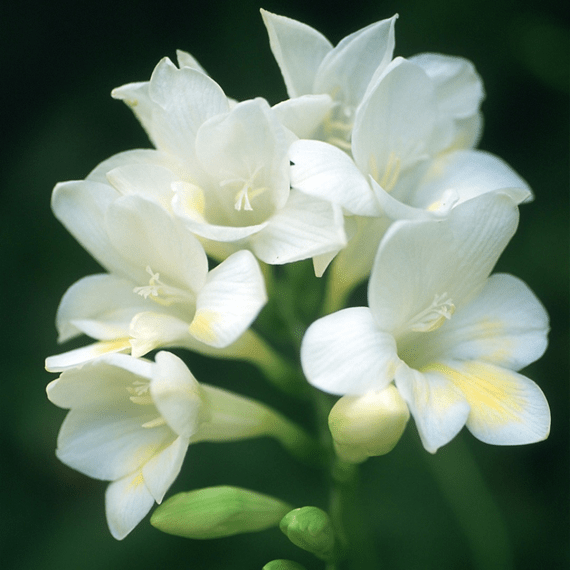 hadeco freesias bulb white 30 per pack picture 1