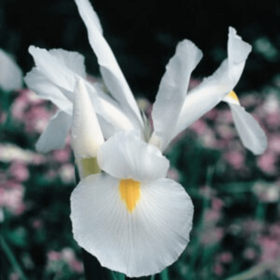 hadeco dutch iris white 25 per pack picture 1